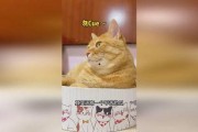 娱乐吃瓜猫,揭秘娱乐圈那些不为人知的幕后故事