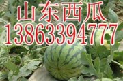 娱乐吃瓜酱重庆山东,揭秘重庆与山东的美食文化碰撞